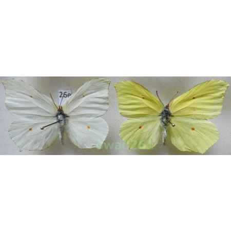 Gonepteryx rhamni (Linnaeus, 1758) pair Poland26e